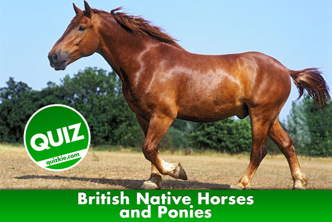 Welcome to quiz: British Native Horses and Ponies Quiz