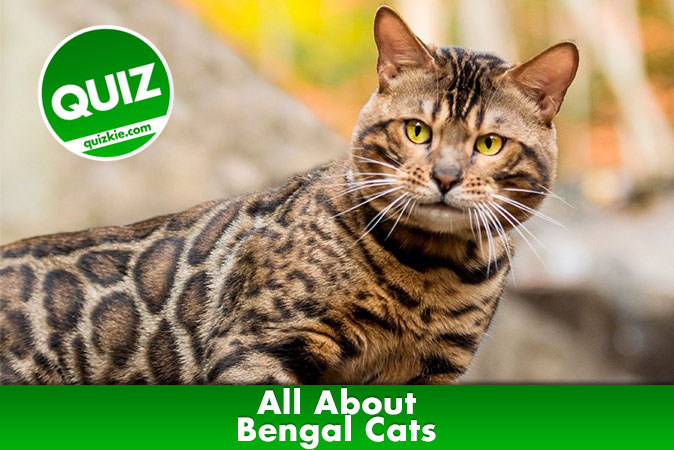 Welcome to quiz: All About Bengal Cats