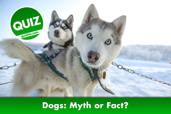 Welcome to quiz: Dogs: Myth or Fact?